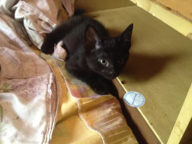 Gato ra a SRD idade 2 a 6 meses nome sem nome