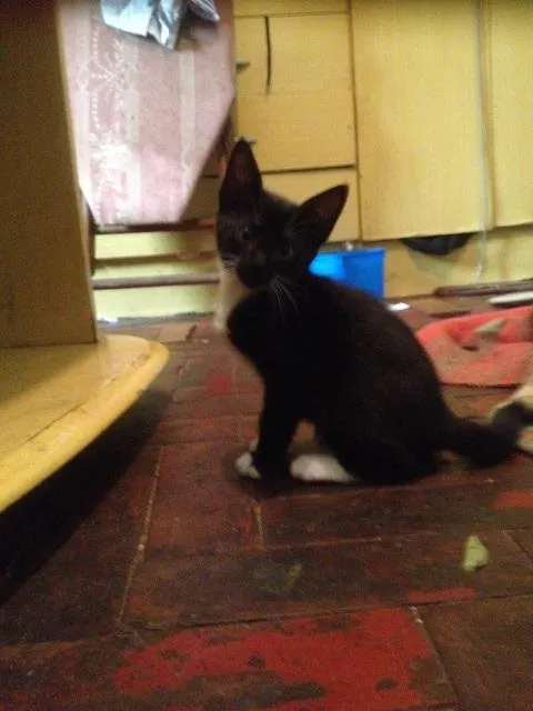 Gato ra a SRD idade 2 a 6 meses nome sem nome