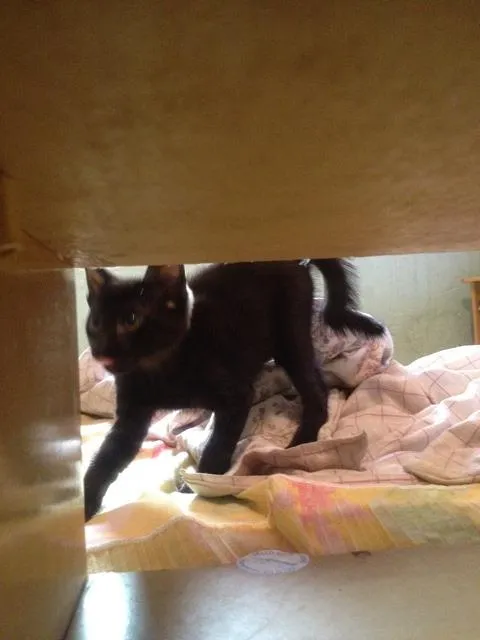 Gato ra a SRD idade 2 a 6 meses nome sem nome