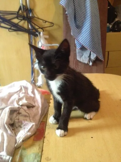 Gato ra a SRD idade 2 a 6 meses nome sem nome