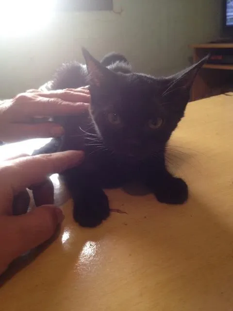 Gato ra a SRD idade 2 a 6 meses nome sem nome