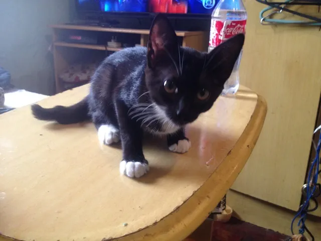 Gato ra a SRD idade 2 a 6 meses nome sem nome