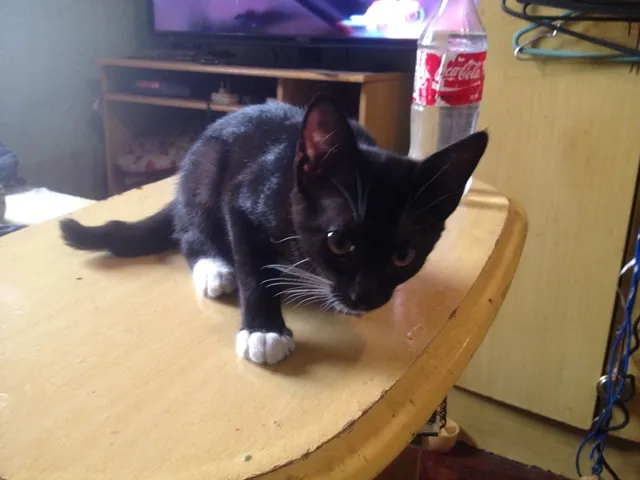 Gato ra a SRD idade 2 a 6 meses nome sem nome