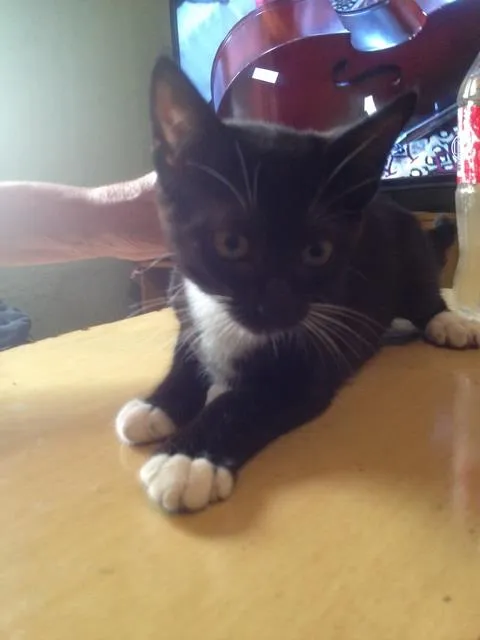 Gato ra a SRD idade 2 a 6 meses nome sem nome