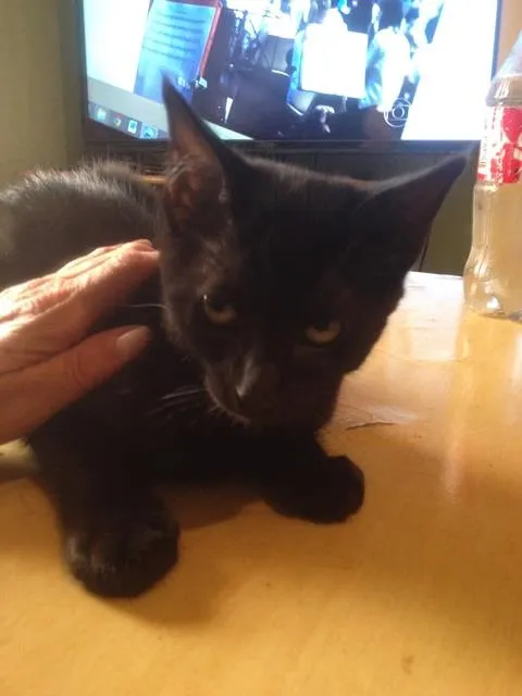 Gato ra a SRD idade 2 a 6 meses nome sem nome