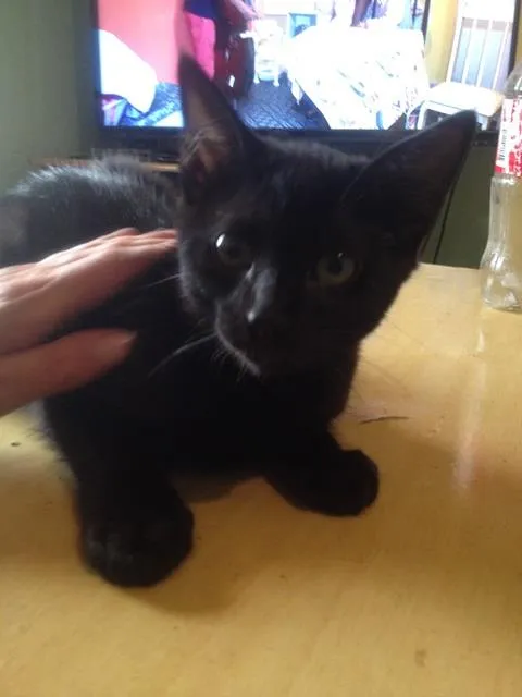 Gato ra a SRD idade 2 a 6 meses nome sem nome