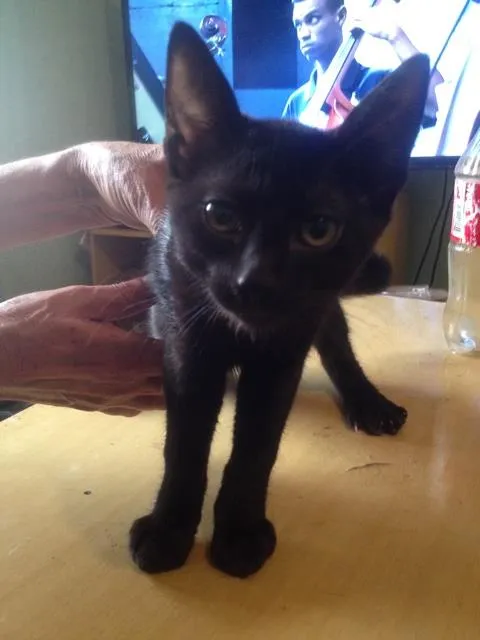 Gato ra a SRD idade 2 a 6 meses nome sem nome
