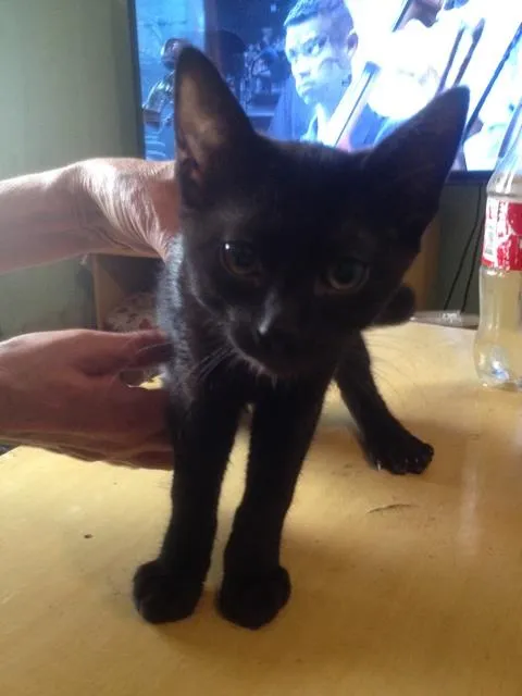 Gato ra a SRD idade 2 a 6 meses nome sem nome