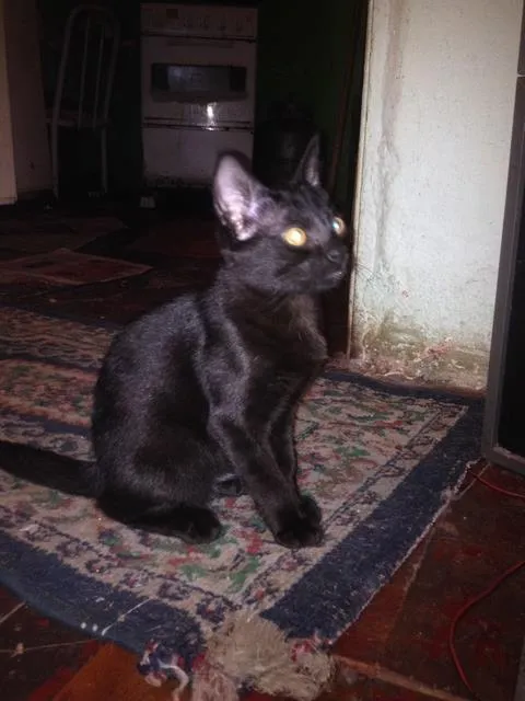 Gato ra a SRD idade 2 a 6 meses nome sem nome