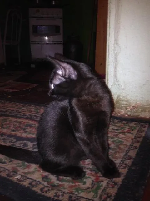 Gato ra a SRD idade 2 a 6 meses nome sem nome