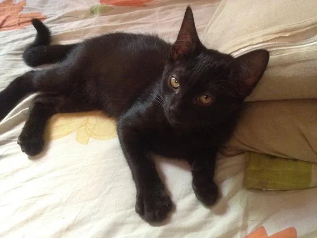 Gato ra a SRD idade 2 a 6 meses nome sem nome