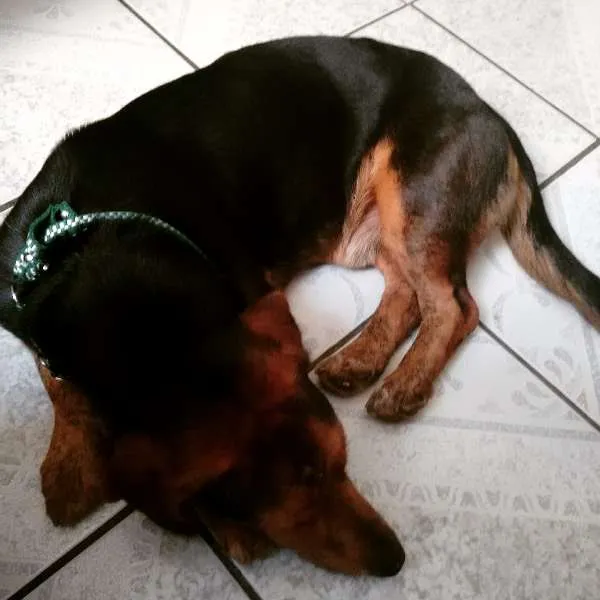 Cachorro ra a Dachshund e beagle idade 4 anos nome etequinho