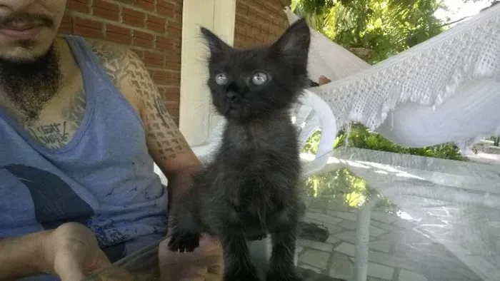 Gato ra a SRD idade Abaixo de 2 meses nome Formiga