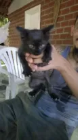Formiga
