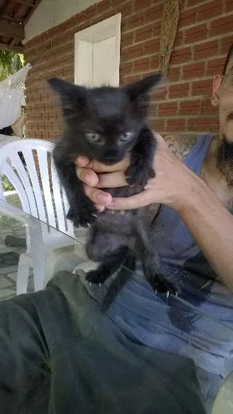 Gato ra a SRD idade Abaixo de 2 meses nome Formiga