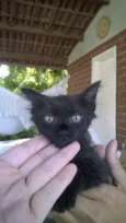 Formiga