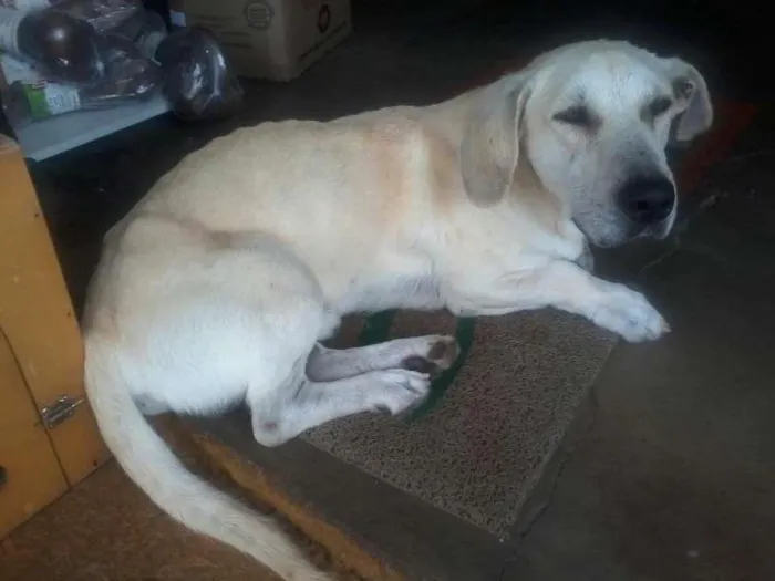 Cachorro ra a Sem raça definida  idade 2 anos nome Nao tem 