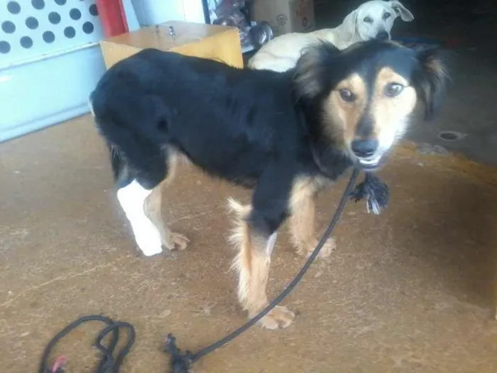 Cachorro ra a Sem raça definida  idade 2 anos nome Nao tem 