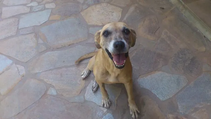 Cachorro ra a Vira lata idade 6 ou mais anos nome Valentina