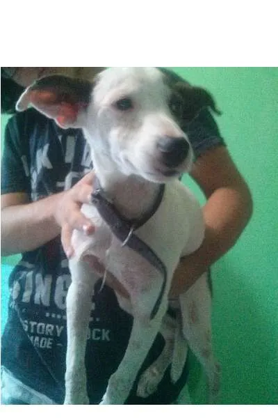 Cachorro ra a indefinida  idade 7 a 11 meses nome Jack