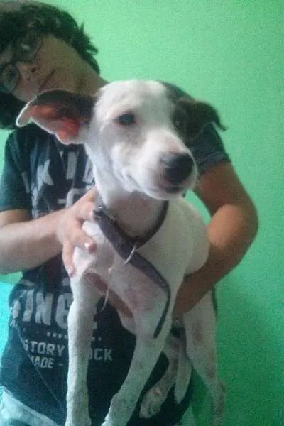 Cachorro ra a indefinida  idade 7 a 11 meses nome Jack
