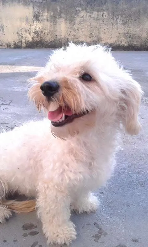 Cachorro raça poodle com maltês idade  nome colocamos o nome de