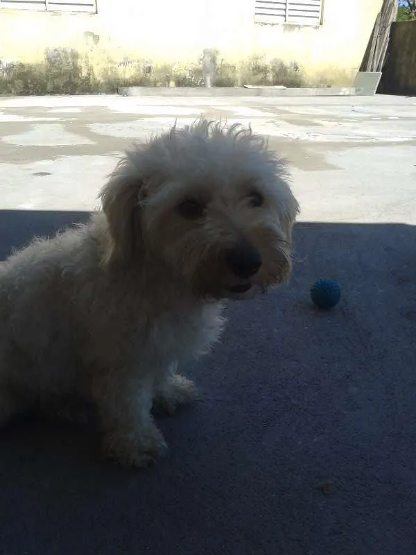 Cachorro raça poodle com maltês idade  nome colocamos o nome de