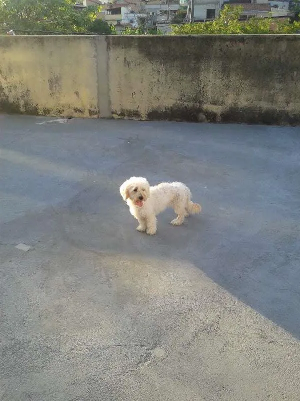 Cachorro raça poodle com maltês idade  nome colocamos o nome de