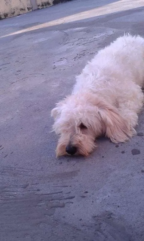 Cachorro raça poodle com maltês idade  nome colocamos o nome de