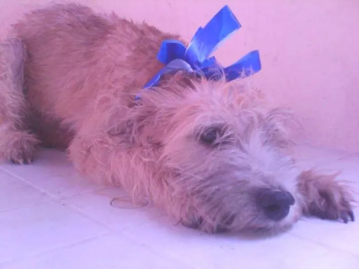 Cachorro raça Fila São Miguel idade 2 a 6 meses nome Percy e Lola