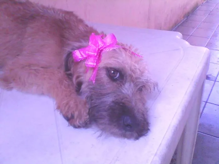 Cachorro raça Fila São Miguel idade 2 a 6 meses nome Percy e Lola