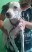 Cachorro raça indefinida  idade 7 a 11 meses nome Jack
