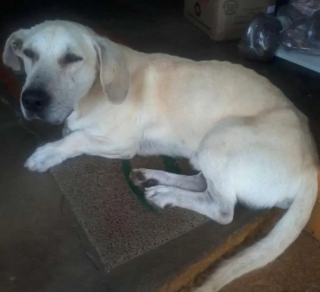 Cachorro ra a Sem raça definida  idade 2 anos nome Nao tem 
