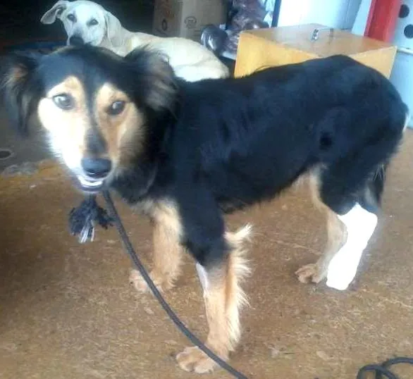 Cachorro ra a Sem raça definida  idade 2 anos nome Nao tem 