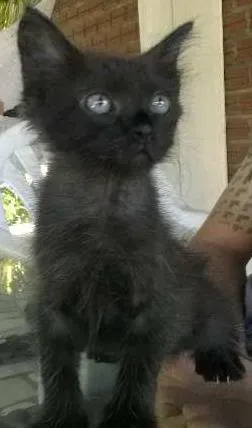 Gato raça SRD idade Abaixo de 2 meses nome Formiga
