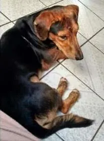 Cachorro ra a Dachshund e beagle idade 4 anos nome etequinho