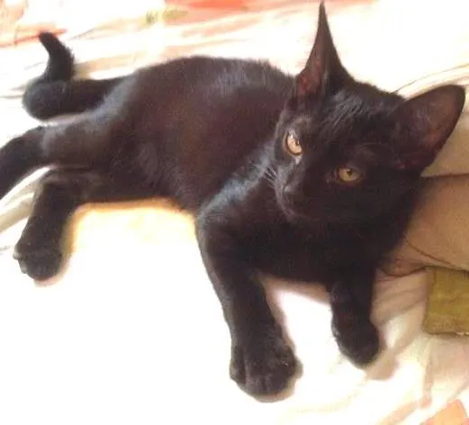 Gato ra a SRD idade 2 a 6 meses nome sem nome