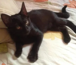 Gato raça SRD idade 2 a 6 meses nome sem nome