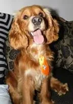 Cachorro ra a Cocker idade 3 anos nome Espiro