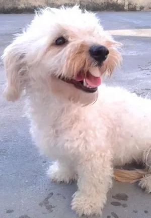 Cachorro raça poodle com maltês idade  nome colocamos o nome de