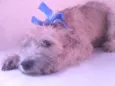 Percy e Lola
