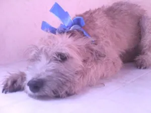 Cachorro raça Fila São Miguel idade 2 a 6 meses nome Percy e Lola