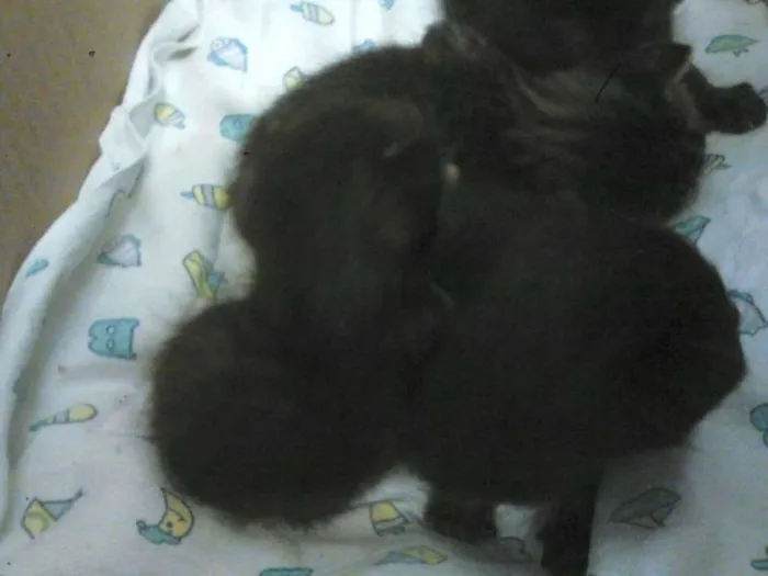 Gato ra a  idade Abaixo de 2 meses nome Didi