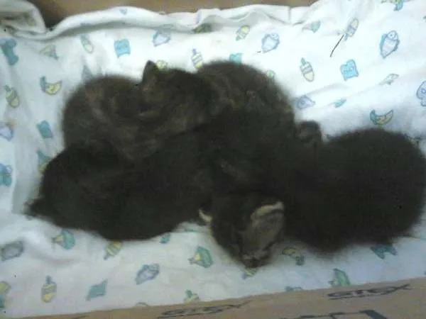 Gato ra a  idade Abaixo de 2 meses nome Didi