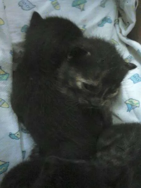 Gato ra a  idade Abaixo de 2 meses nome Didi