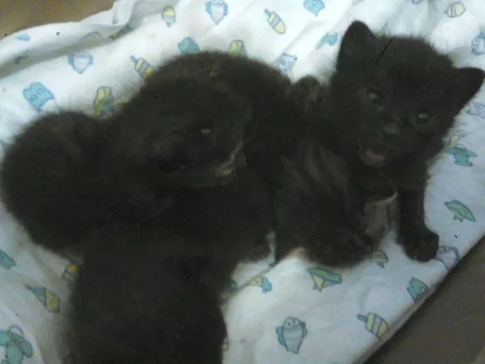 Gato ra a  idade Abaixo de 2 meses nome Didi