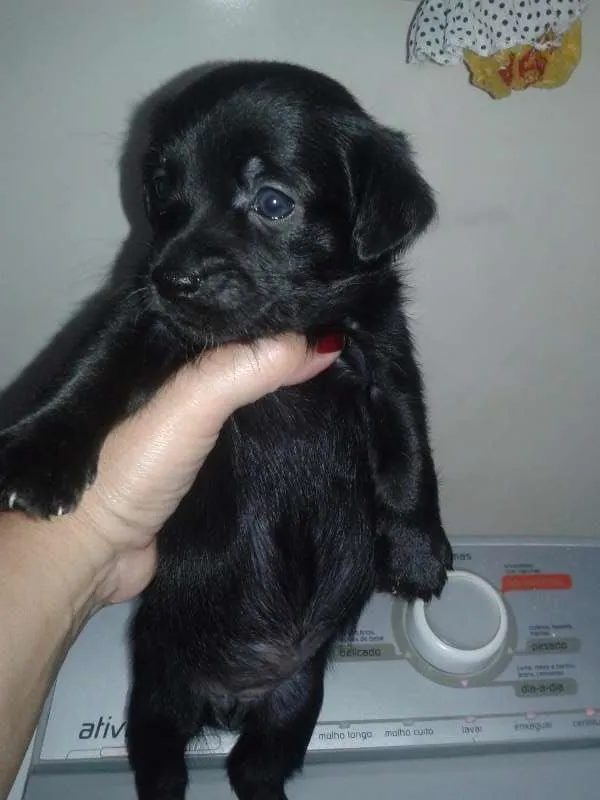 Cachorro ra a raça não definida idade Abaixo de 2 meses nome .