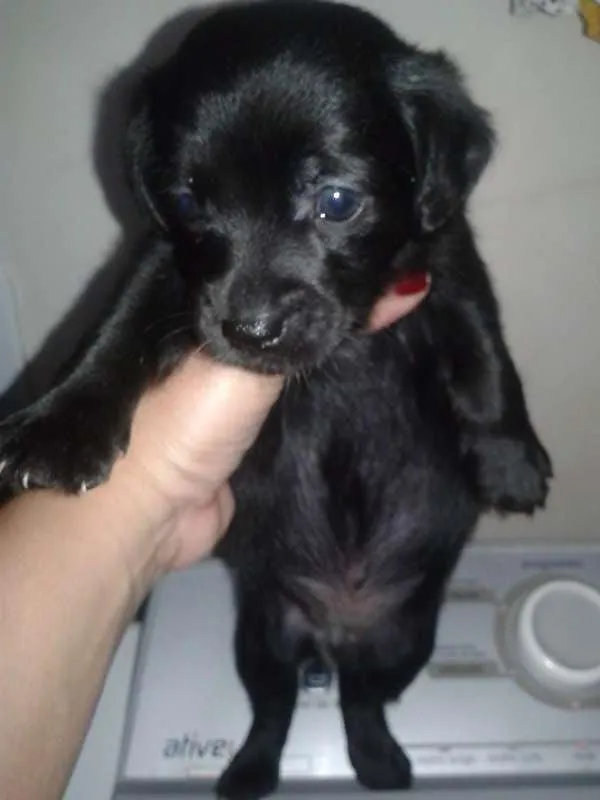 Cachorro ra a raça não definida idade Abaixo de 2 meses nome .