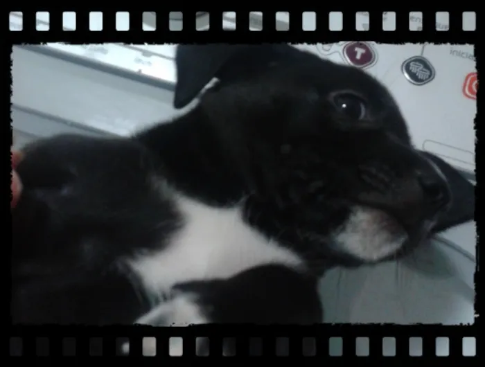 Cachorro ra a raça não definida idade Abaixo de 2 meses nome .