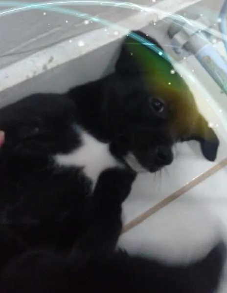 Cachorro ra a raça não definida idade Abaixo de 2 meses nome .